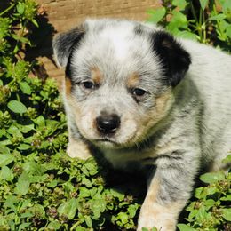 Theo - Blue speckled male Australian Cattle Dog puppy in Redding, California from Lone Pine Kennel and Rush Creek Aussies