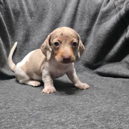 Puppy One - Fawn (isabella) and tan male Dachshund puppy in Borger, Texas from Texas Panhandle CKC Dachshunds