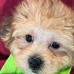 Morkies from Major Fluff