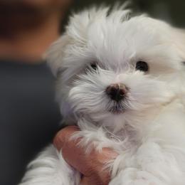 Happy Girl - White female Maltese puppy in Las Vegas, Nevada from Puppy Van
