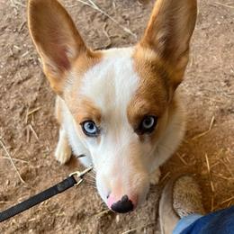 American Corgis from DW Farms