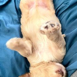 Goldendoodle and Poodle Puppies from SnickerDoodlePups