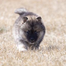 Pomsky Puppies from New World Pomskies