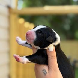 Shadow AKC - Black tri-color male Australian Shepherd puppy in Polk City, Florida from Skaky Shepherds