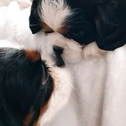Cavalier King Charles Spaniels from Evera True Spaniels by Michele True