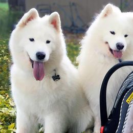 Samoyeds from SnoHill Samoyeds
