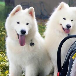 Samoyeds from SnoHill Samoyeds