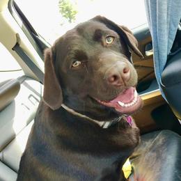 Emma - Chocolate female Labrador Retriever puppy in Davenport, New York from New England Premier English Labradors