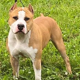 American Staffordshire Terrier All Grown Up from Explicit Amstaffs Of New England