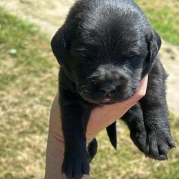 Autumn (Red Collar) - Black female Dilute Retriever puppy in Baldwin City, Kansas from Hedge Lane Labradors