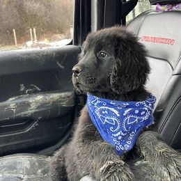 Girl 2 - Newfoundland puppy in Tully, New York from Bear Paw Newfoundlands