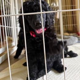 Marta - Black female Poodle puppy in Hartselle, Alabama from Phare Poodles