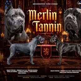 Cane Corso puppies from Smokehouse Cane Corso