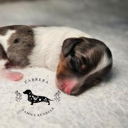 Mike - Dapple male Dachshund puppy in Modesto, California from Cabrera Family Kennels