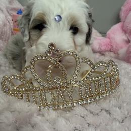 Mona LIsa blue eyes - Grey and white female Bernedoodle puppy in St. Cloud, Florida from Bernedoodle Farm