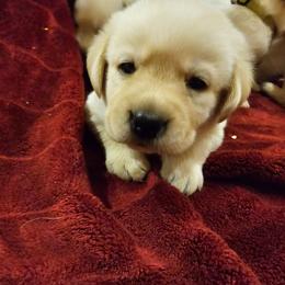 Red - Yellow male Labrador Retriever puppy in Siloam Springs, Arkansas from Karemy Kennels (Karemy Labradors)