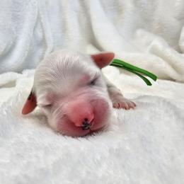 Green - White and black male Dalmatian puppy in Gray, Georgia from Fuller Spots