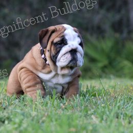 Bulldog Puppies from Magnificent Bulldogs