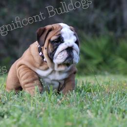 Bulldog Puppies from Magnificent Bulldogs
