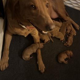 Female 3 - Yellow female Labrador Retriever puppy in Wardensville, West Virginia from Sager’s Labrador Puppies