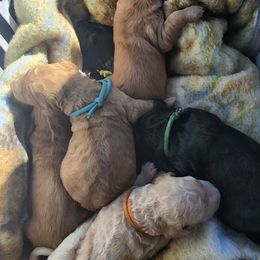 Goldendoodles from Jenson Pups