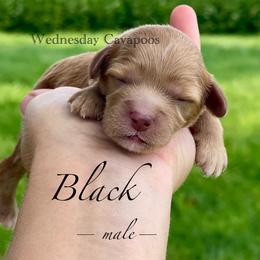 Black - Red male Cavapoo puppy in Coal City, Indiana from Wednesday & Co