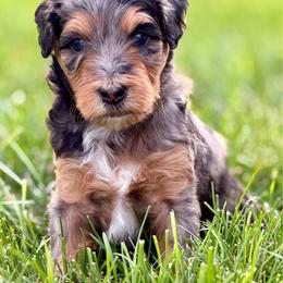 Flo - female Australian Mountain Doodle puppy in Decatur, Illinois from Signature Doodles