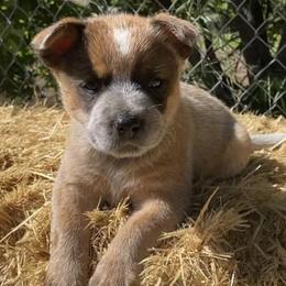 Australian Cattle Dogs from Penn Valley Heelers
