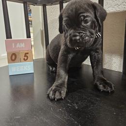 Cane Corso Puppies from Carrie Brown's Cane Corsos