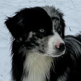 Senna - Miniature American Shepherd