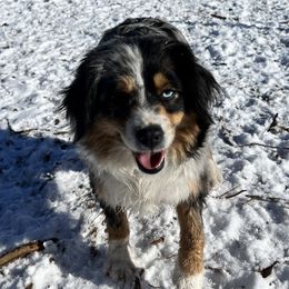 Maggie - Toy Australian Shepherd