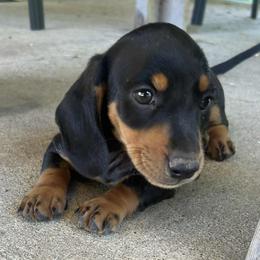 Dachshund Puppies from David cook