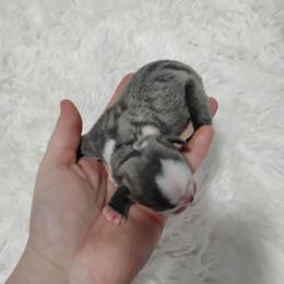 Max - Blue female Boston Terrier puppy in Catawba, North Carolina from Lil Wiggles Boston Terriers