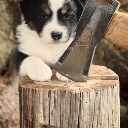 Australian Shepherd Puppies from Mountain Trail Aussies