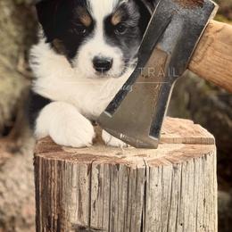 Australian Shepherd Puppies from Mountain Trail Aussies