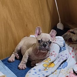 Peanut - Fawn male French Bulldog puppy in Yellowstone County, Montana from JNS Frenchies