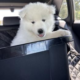 Samoyed Puppies from Southern Roux Samoyeds