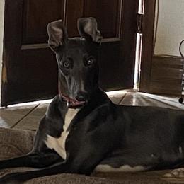 ND - Greyhound