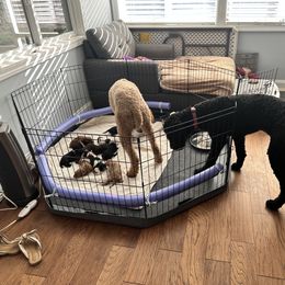 Poodle Puppies from Cano Homestead Poodles