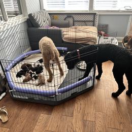 Poodle Puppies from Cano Homestead Poodles