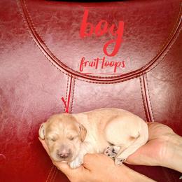 Fruit Loops - Cream male Goldendoodle puppy in Cambridge, Minnesota from Country Meadow Doodles
