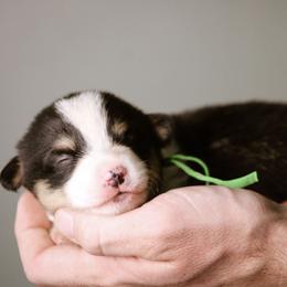 David - Black and tan male Pembroke Welsh Corgi puppy in South Otselic, New York from Ridge Top Corgis
