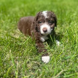 Celestia - Brown and white female Aussiedoodle puppy in Columbia Falls, Montana from Firefly Aussies & Aussiedoodles