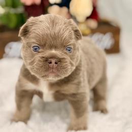 Green collar Isabella - Liver male French Bulldog puppy in Jefferson City, Missouri from Central Frenchie Haven