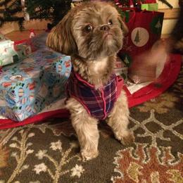 Shih Tzu Puppies from Shih Tzu Companions