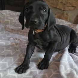 Brown boy - Black male German Shorthaired Pointer puppy in Dahlonega, Georgia from Pointer Mountain Bird Dogs