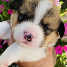 American Corgi and Pembroke Welsh Corgi Puppies from Folly Acres Corgis
