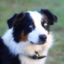 Ziva - Miniature Australian Shepherd