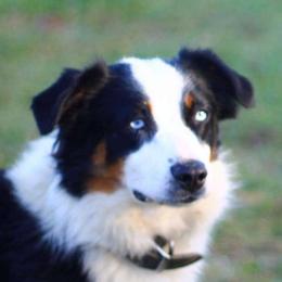 Ziva - Miniature Australian Shepherd