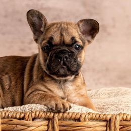 Beulah - 4 Week Photo - French Bulldog puppy from Dirty Paws Breeding